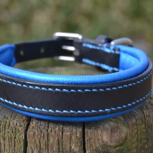 Collier pour chien, en cuir noir, matelassure bleue métallisée.
