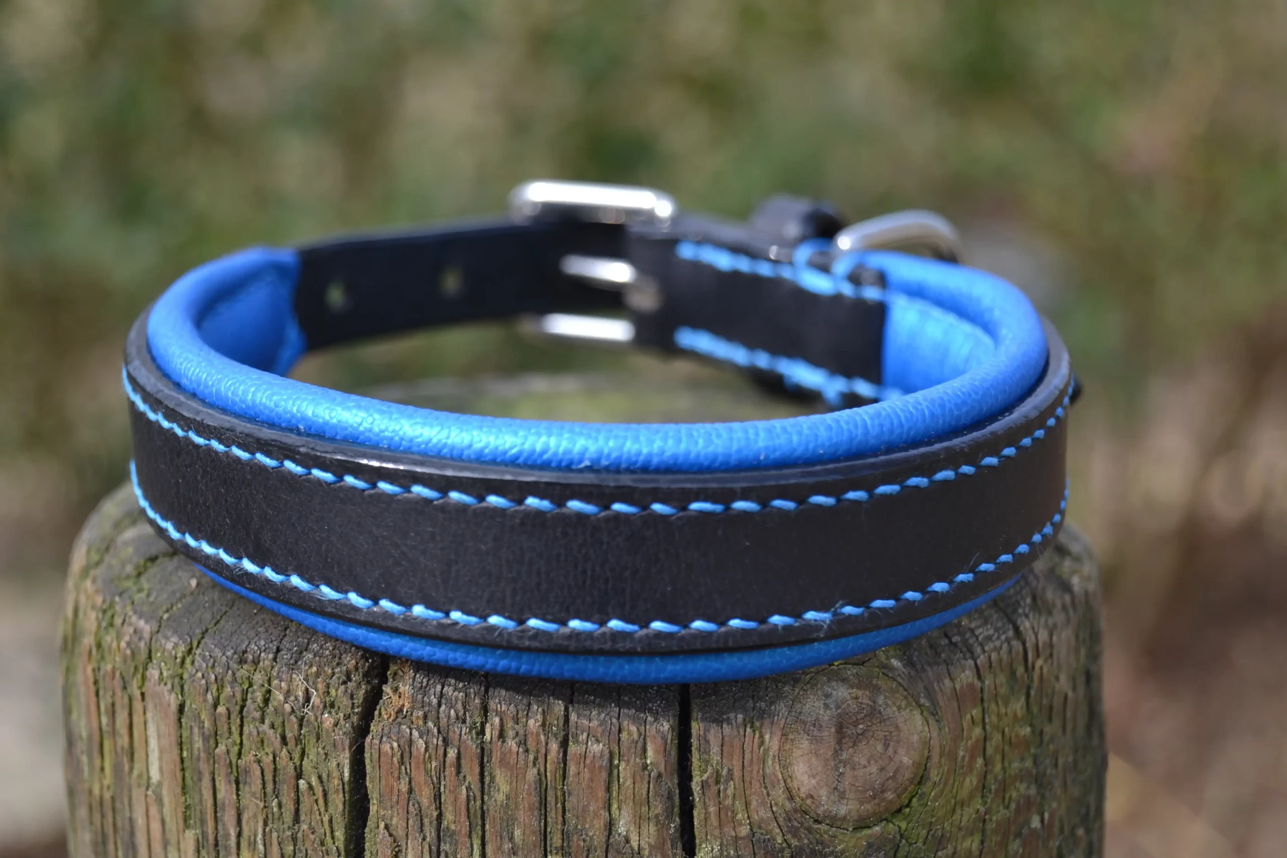 Collier pour chien, en cuir noir, matelassure bleue métallisée.