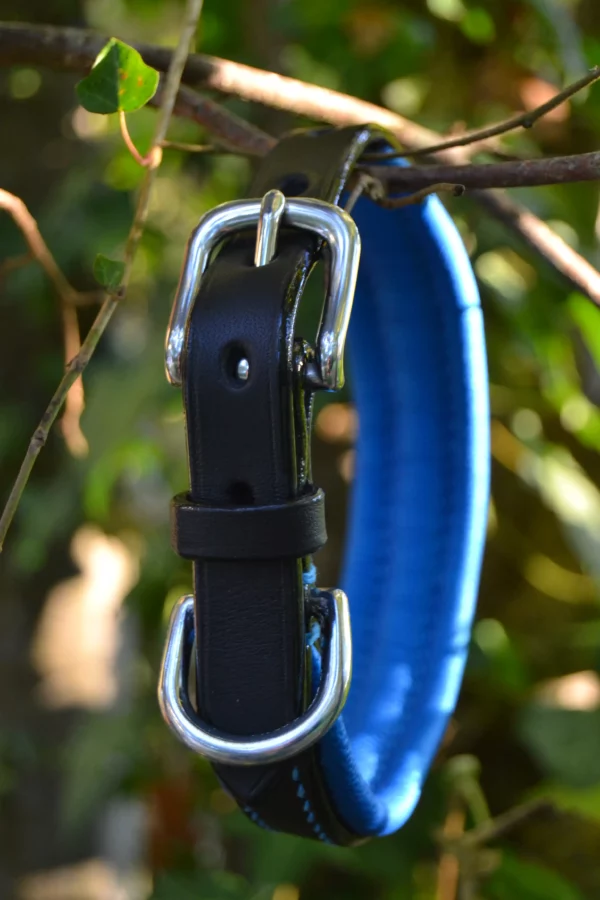 Collier pour chien, en cuir noir, matelassure bleue métallisée.