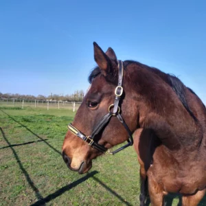 Licol cheval cuir noir et matelassure doré