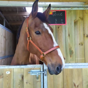 Licol cheval cuir gold