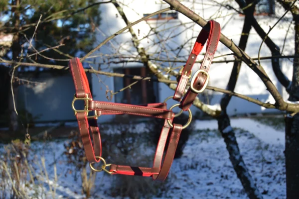 Licol cheval marron et matelassure rouge
